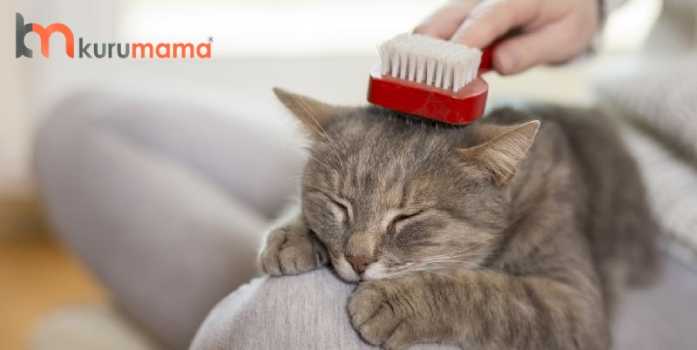 Kedi Bakımı Nasıl Yapılır? Adım Adım Rehber