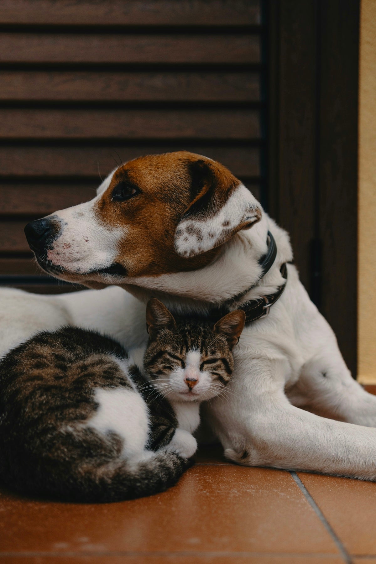 Köpek Bakımında Sık Yapılan Hatalar ve Çözümleri