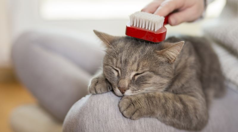Kedi Bakımı Nasıl Yapılır? 10 Pratik İpucu