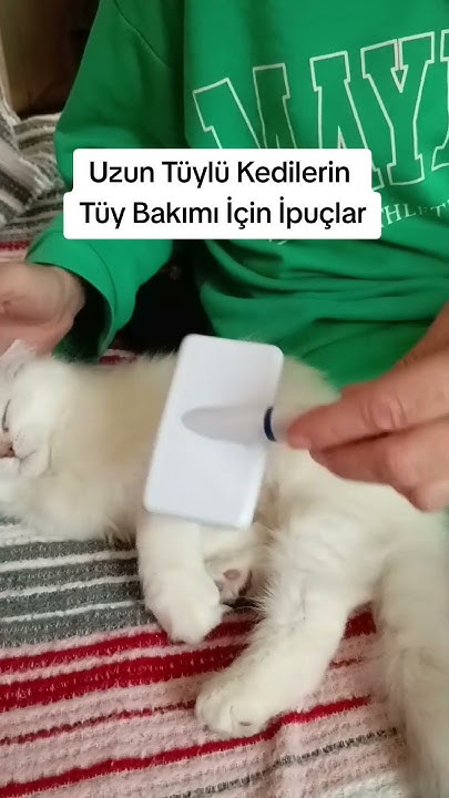 Kediler İçin 10 Vazgeçilmez Bakım İpucu